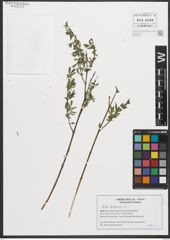 Foto von Salix purpurea L.